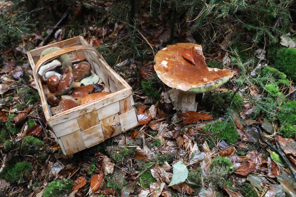 München: Pilz-Vergiftung: Das ist der größte Fehler, den man machen kann