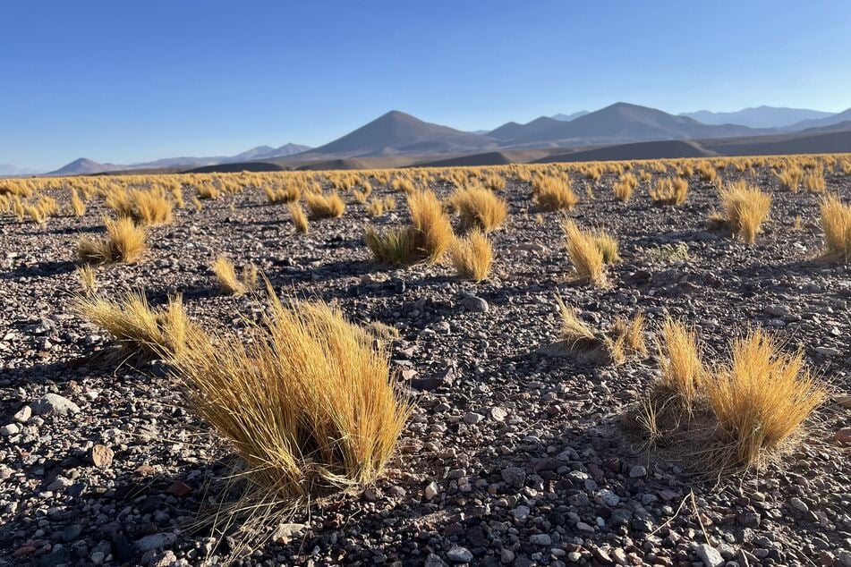 Auch in der Atacama Wüste, einer der trockensten Gegenden der Welt, wird Tanja Braun unterwegs sein.