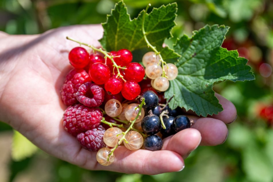 Derzeit gibt es reichlich rote, weiße und schwarze Johannisbeeren.