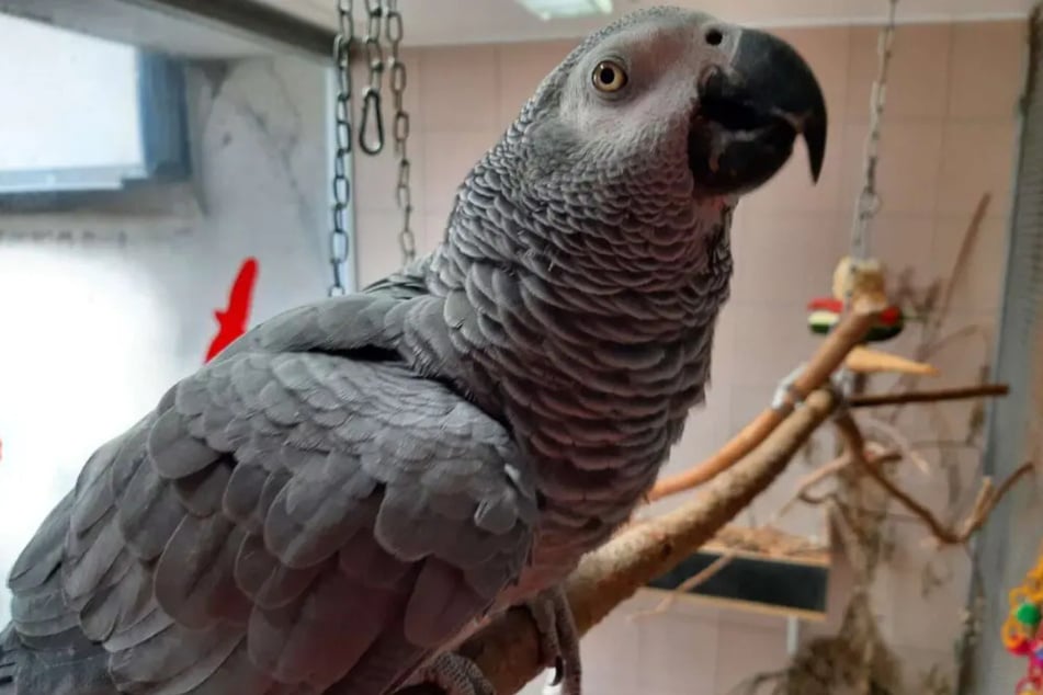 Graupapagei Kuki (20) ist ein Vogel aus dem Berliner Tierheim, der nach einem letzten Zuhause sucht.