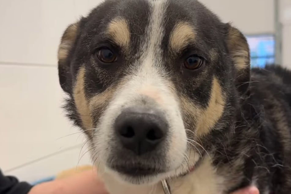 Hund Sony wartet schon ewig darauf, endlich in ein neues Leben starten zu dürfen.