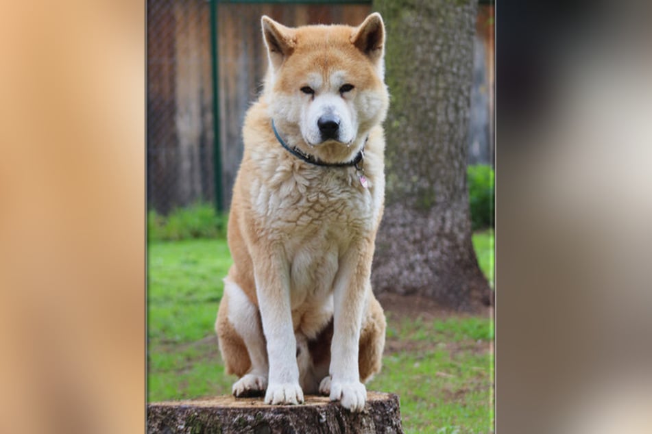 Der sechs Jahre alte Akita Inu Artos kam über eine Behörde ins Kaiserslauterer Tierheim.