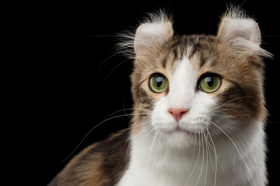 Unique cat breeds: Top 10 unusual cat breeds