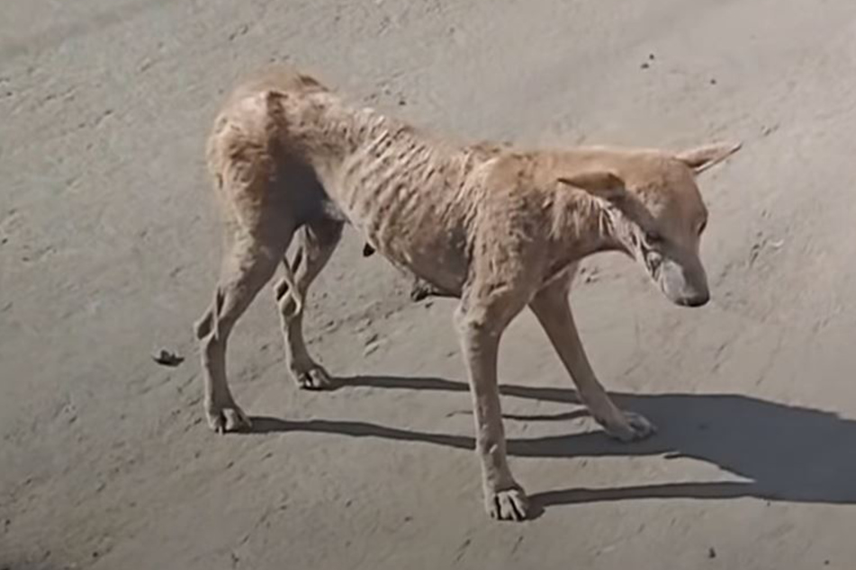 Hunde-Mama ist am Ende: Dann machen ihre Retter noch eine bittere Entdeckung