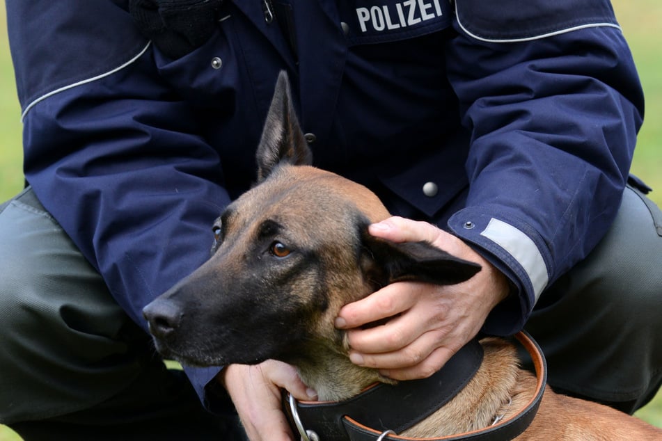 Die Diensthunde führten ihre zweibeinigen Kollegen schnell auf die richtige Fährte. (Symbolbild)