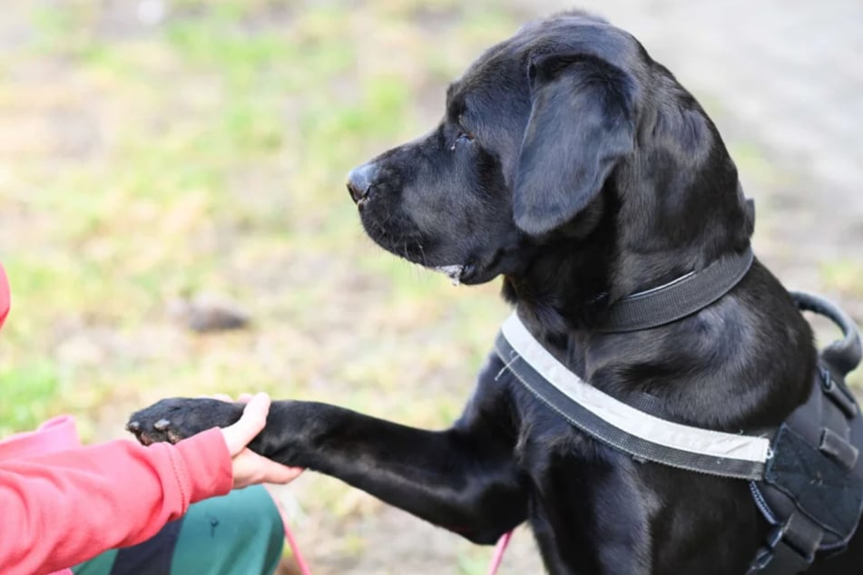Pfötchen kann die Hündin schon geben.
