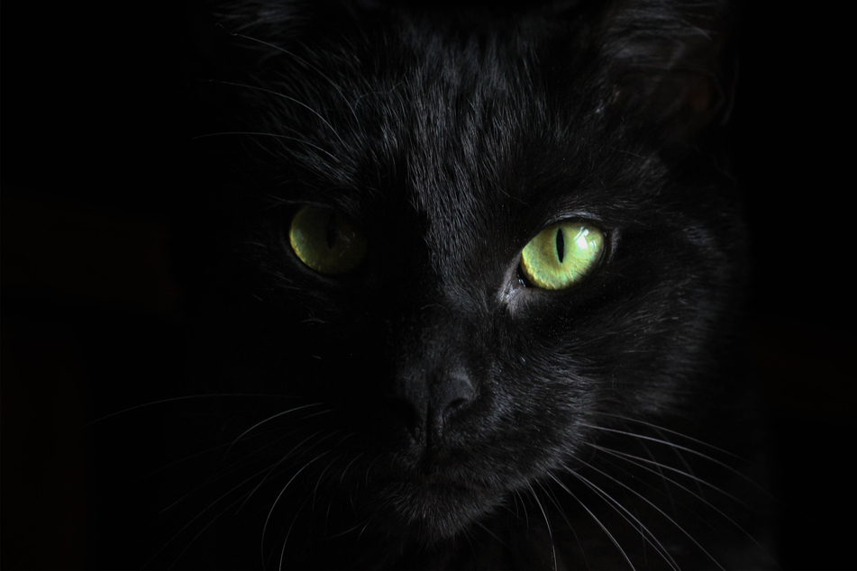 Black cats are not unlucky, no matter what they try to make you think.