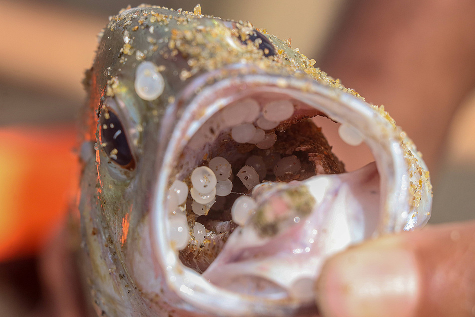 A fish with a mouth full of nurdles. Not a great way to go.