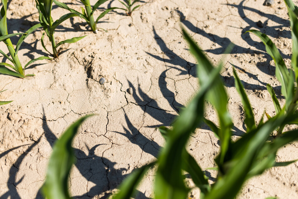 Die anhaltende Trockenheit in Südbaden macht der Natur zu schaffen, viele Landwirte machen sich Sorgen um die Ernteerträge.