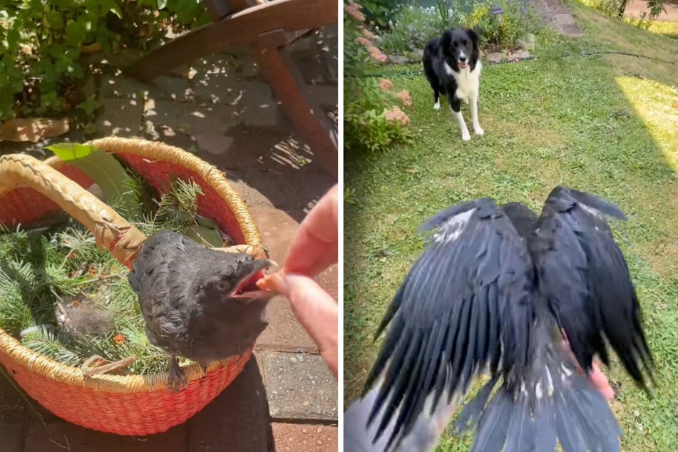 La propriétaire du chien a élevé la petite corneille à la main et lui a même appris à voler. Meeko était naturellement présent dès le début.