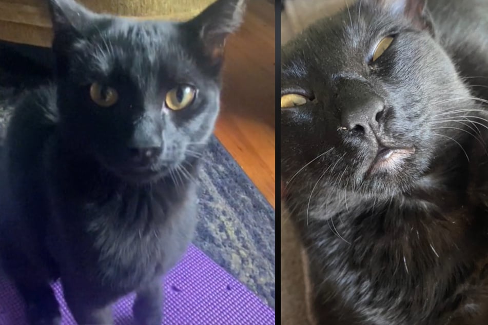 Jackie the cat is not a big fan of humans, but one couple decided to adopt her anyways.