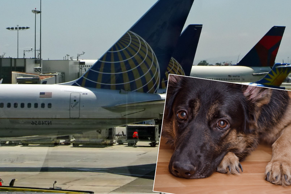 An Flughafen ausgesetzter Hund soll eingeschläfert werden: Was dann passiert, verändert alles