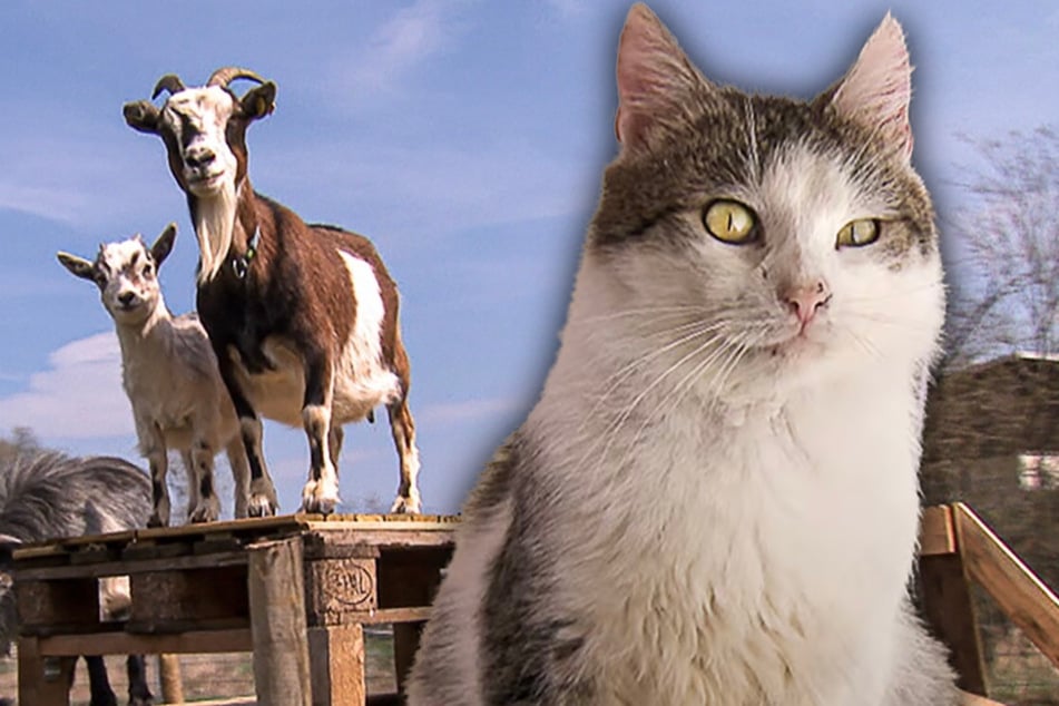 Missbraucht und alleine: Kater Ralfi sucht nach einem Für-Immer-Zuhause