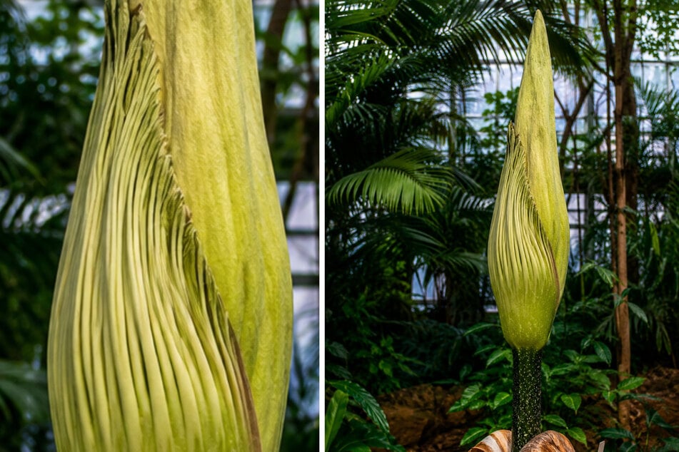 Spezielles Diebesgut: Stinkende Penispflanze aus Botanischem Garten gestohlen