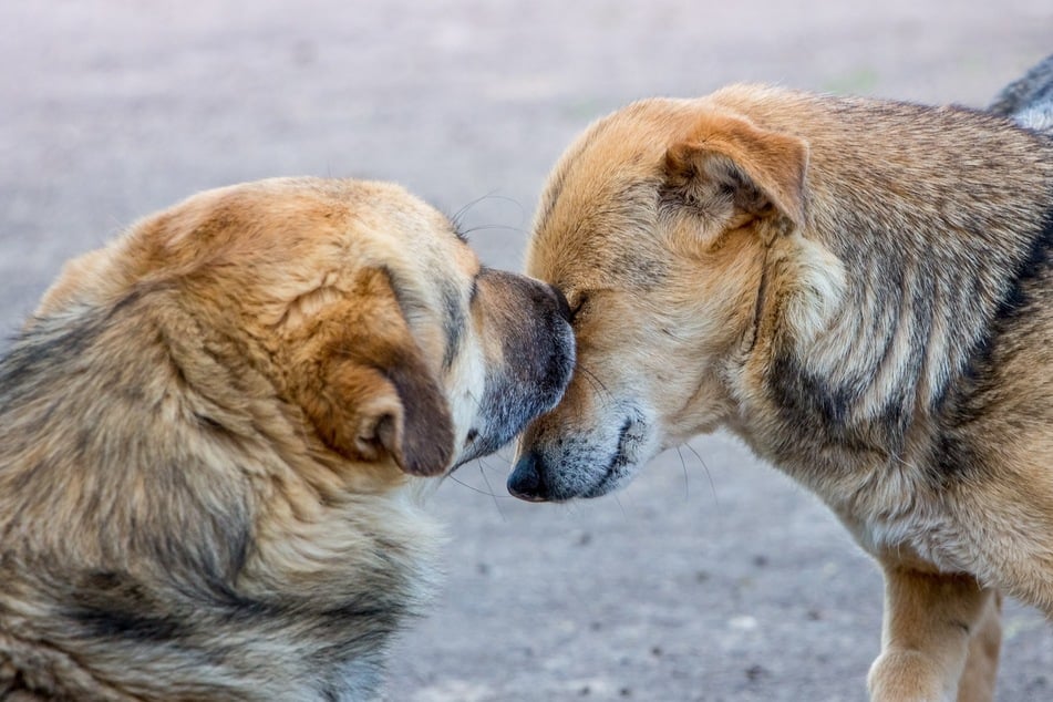 Do dogs recognize their parents, or their puppies, even years later?