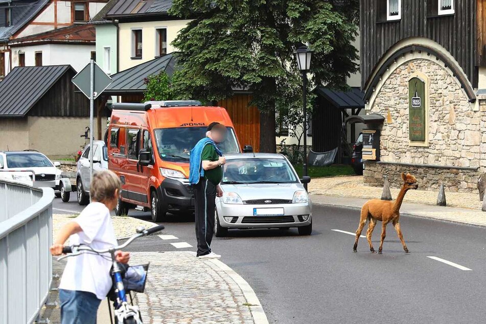 Erzgebirge: Was macht dieses Alpaka mitten auf der Straße?