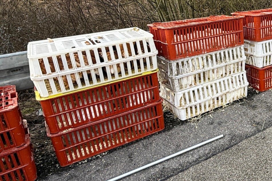 Die Käfige mit den Hühnern mussten in einen Ersatztransporter umgeladen werden.