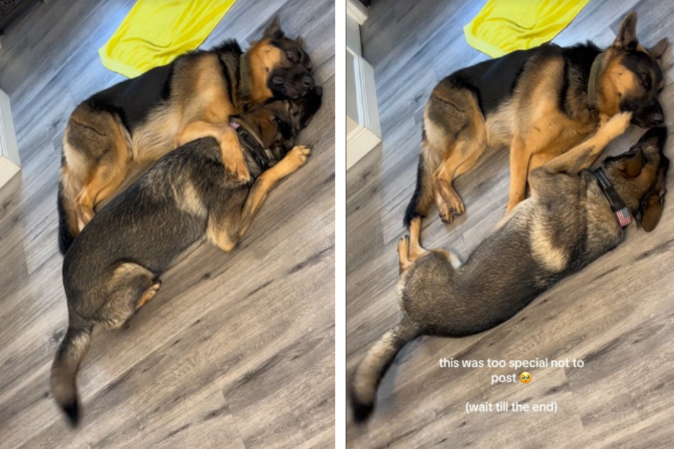 Millions of TikTok viewers were thrilled by the loving interaction of the two dogs.