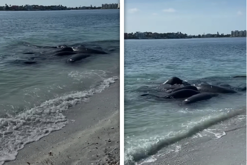 Seekuh-Orgien sind besonders im Sommer oft an den Stränden Floridas zu beobachten.