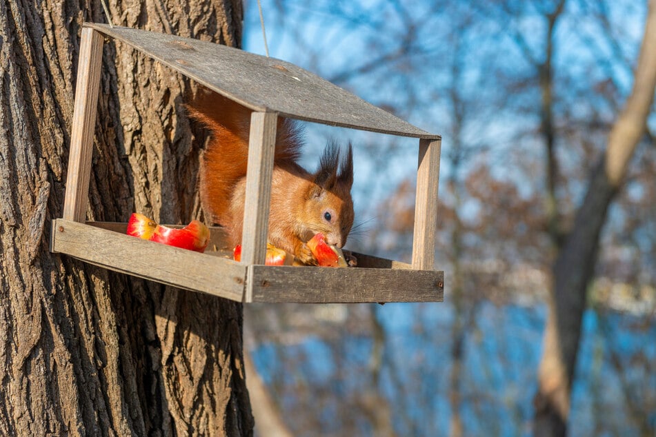 Was fressen Eichhörnchen? Auch Äpfel und Möhrenstückchen eignen sich als Eichhörnchenfutter.