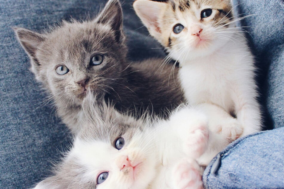 The cutest cats in the world should be given a name that's suitably adorable.