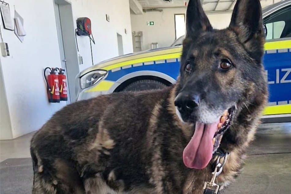 Tierisches Happy End: Besorgte Besitzerin schließt ausgebüxten Schäferhund-Opa wieder in die Arme