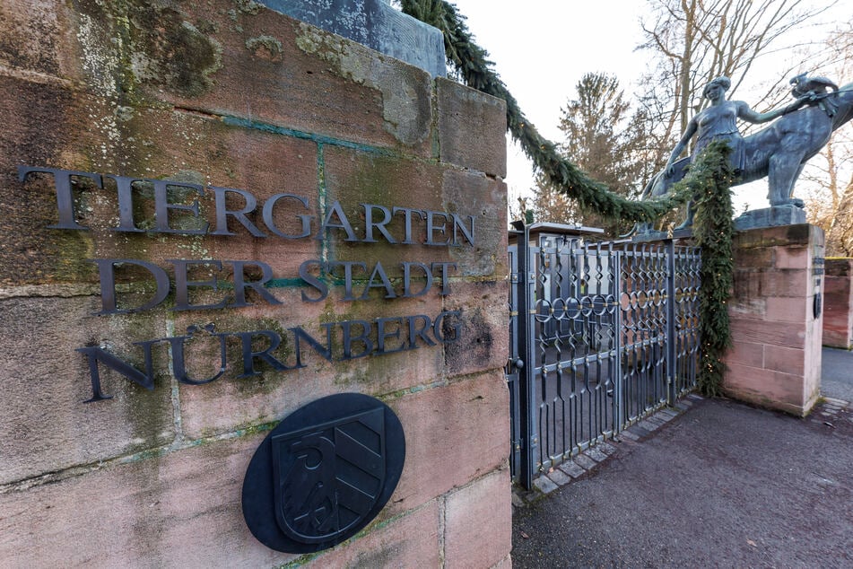 Der Nürnberger Tiergarten wird für den Umgang mit seiner Affen-Population heftig kritisiert.