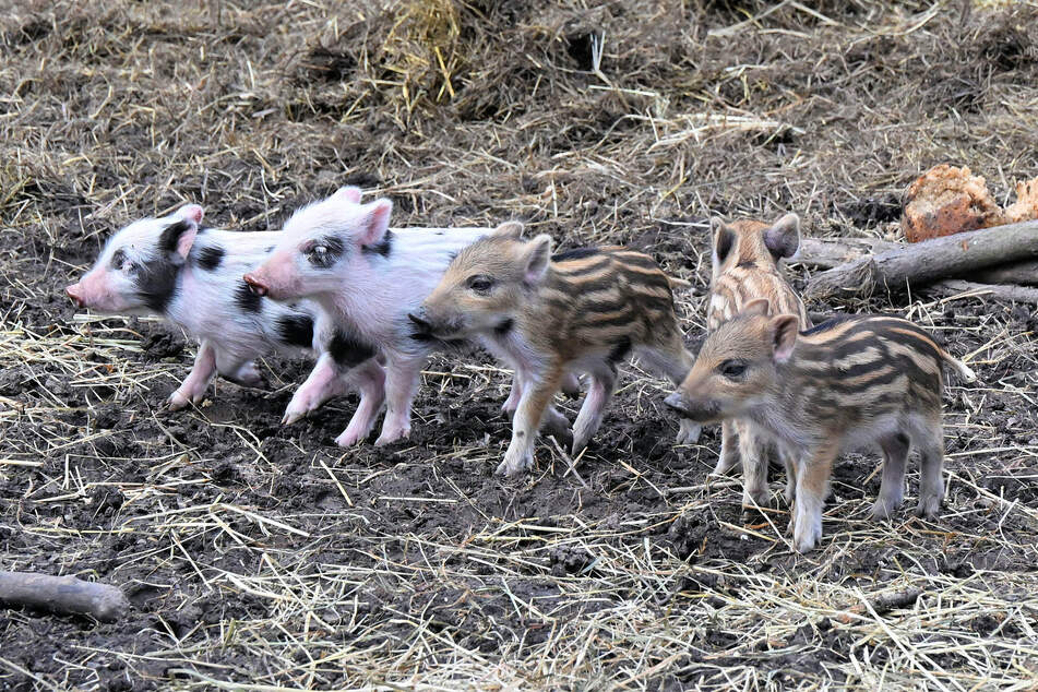 Die rosa Schweinchen sind nicht so gut getarnt wie ihre Geschwister.