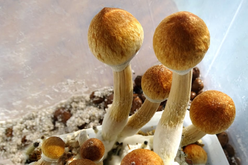 Man injects himself with magic mushrooms and takes an unexpected trip