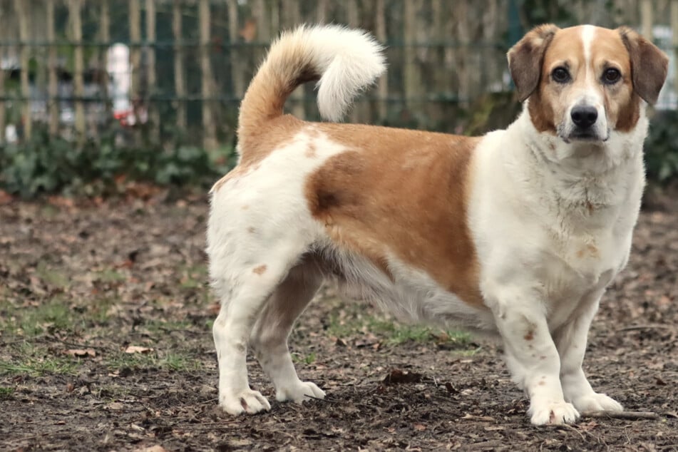 Mischling Pancho lebt aktuell im Franziskus-Tierheim in Hamburg und sucht ein neues Zuhause.