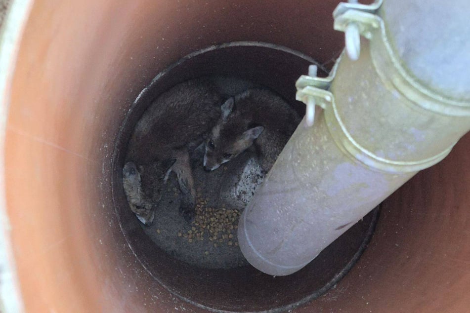 Die zwei kleinen Füchse hätten bereits seit einigen Tagen in dem tiefen Schacht gesessen.