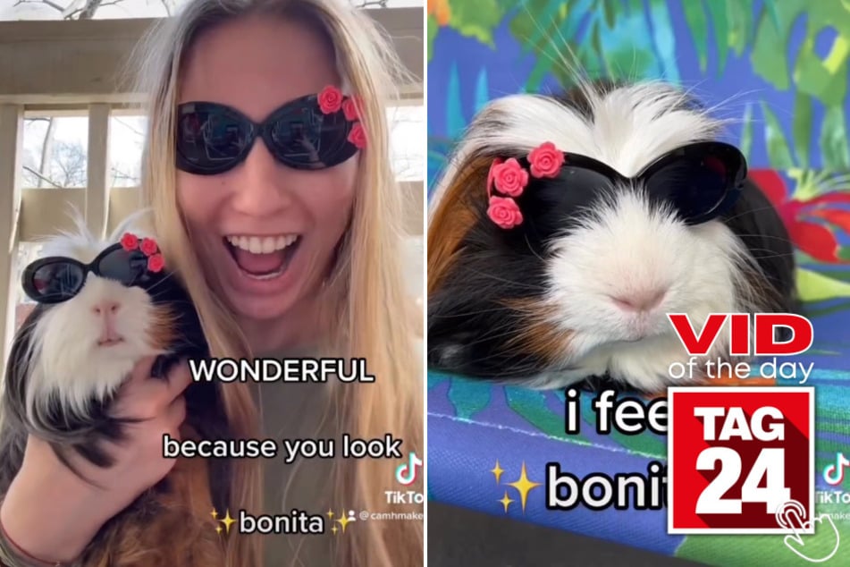 Today's Viral Video of the Day features an adorably fashionable guinea pig named Cilantro and his glamorous human friend on Instagram.