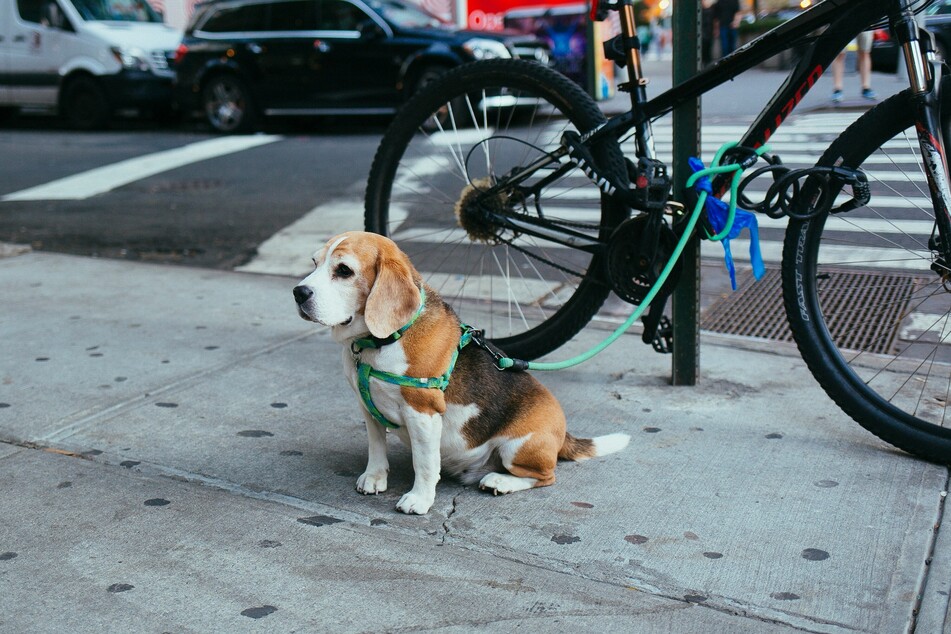 If you have ever met a beagle, you'd know just how fantastic this breed is.