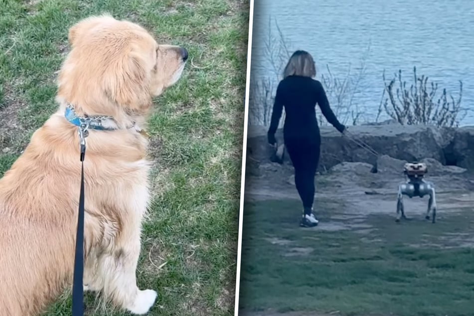 Golden Retriever Caspar scheint zu staunen: Vor seiner Nase läuft ein KI-Roboter-Hund.