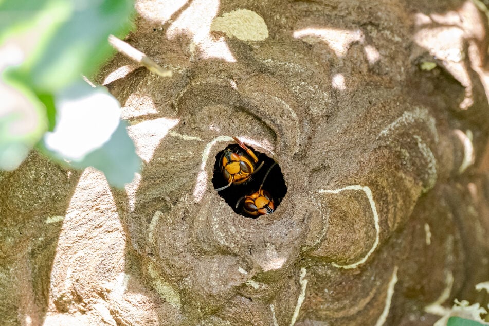 Never try to remove an Asian giant hornet nest yourself, being swarmed can be fatal.