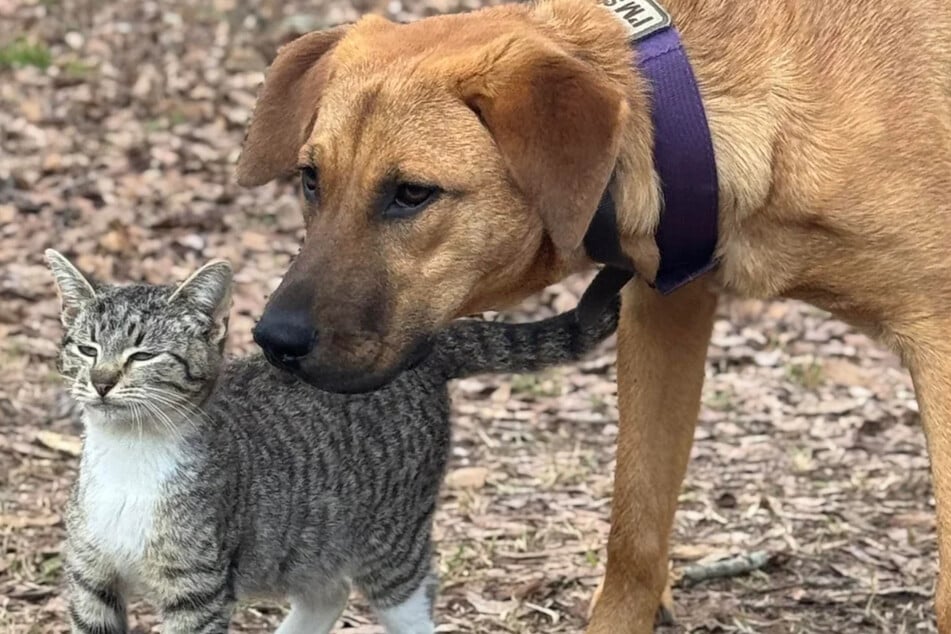 Fena a kočka jsou jako jedna duše.