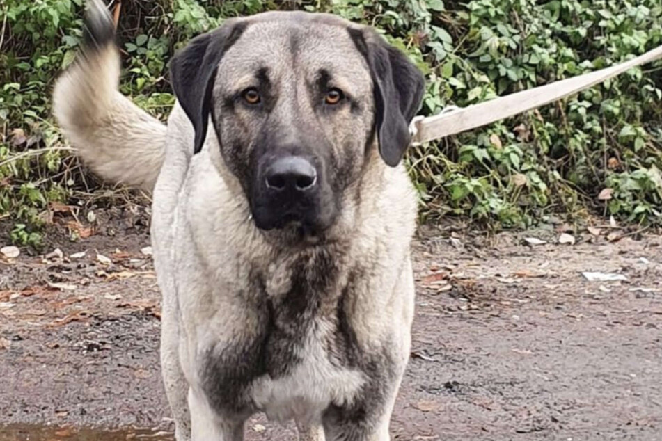 Hund Duman landete im Tierheim, weil seine Besitzer Auflagen des Veterinäramts nicht erfüllt hatten.