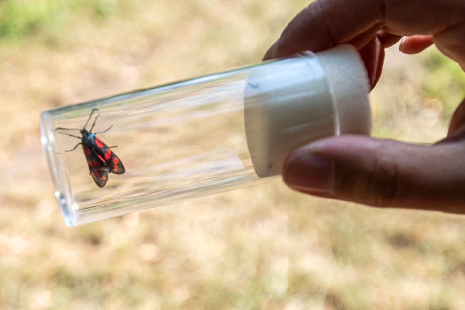 Wie gut kennt Ihr Euch mit den Insekten aus?