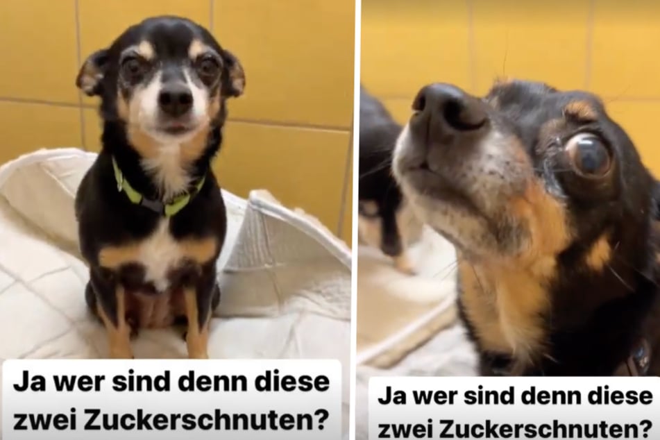 Luke und Luna suchen neues Zuhause: Tierheim Dellbrück startet zuckersüßen Hilferuf