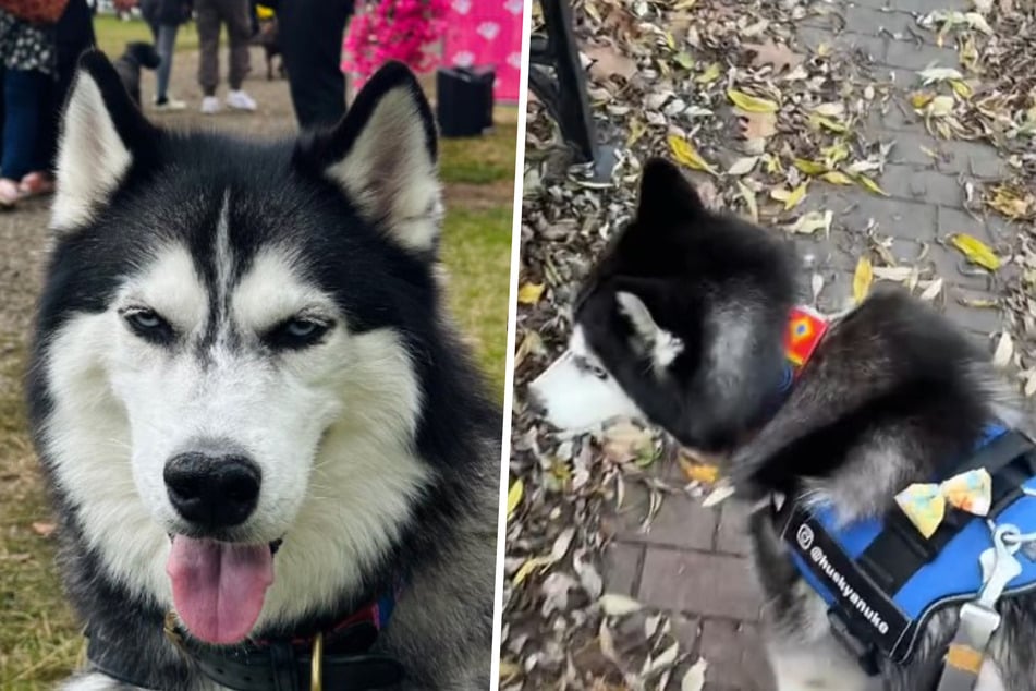 Der gutmütige Hund dreht sich an Parkbänken regelmäßig nach seinem Frauchen um.