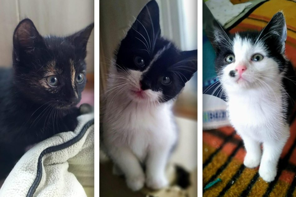 Die Katzenbabys Mable, Malte und Phia warten im Tierheim Stendal auf neue Besitzer.