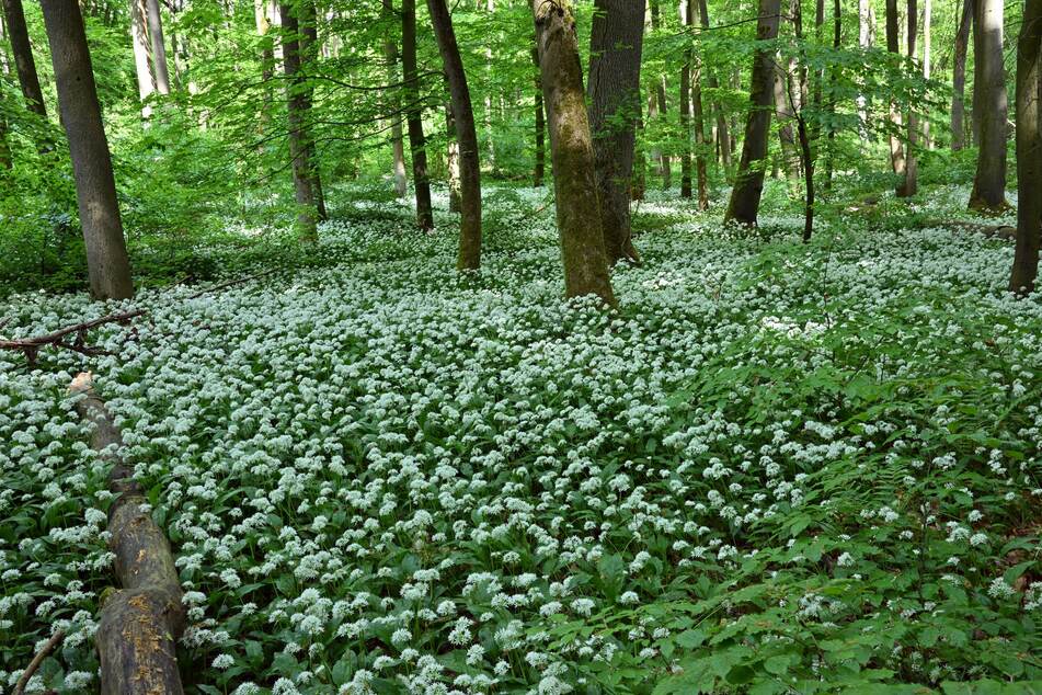 In vielen deutschen Wäldern wuchert massenweise Bärlauch. Die Pflanze wächst innerhalb weniger Tage nach.