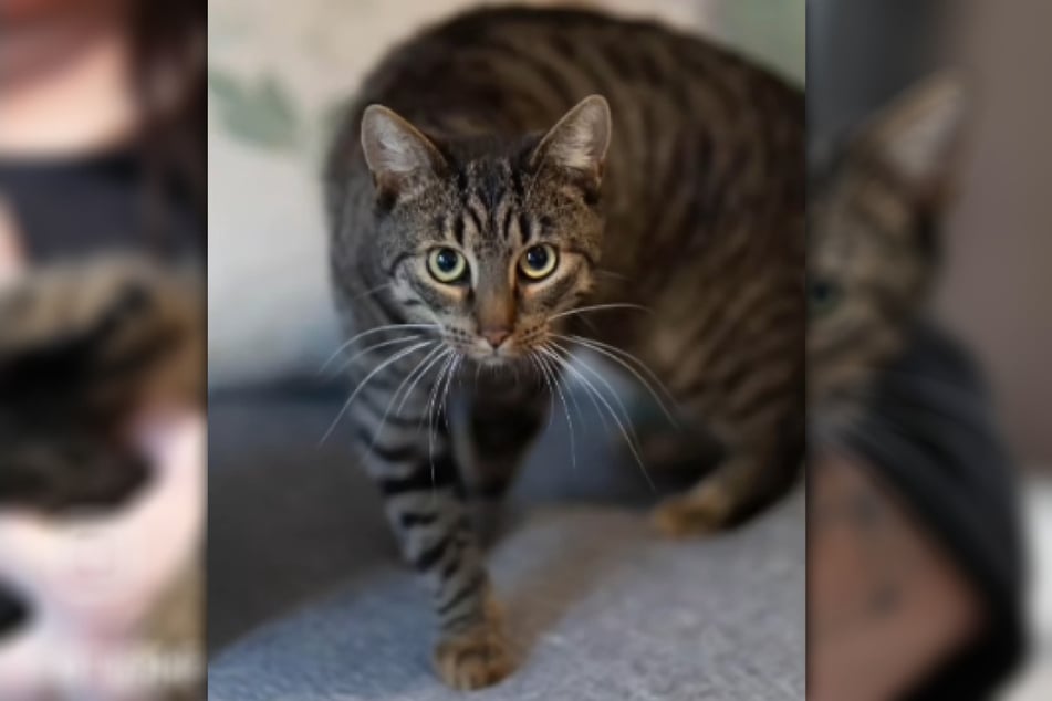 Der junge Stubentiger erblickte im Mai 2024 das Licht der Welt.