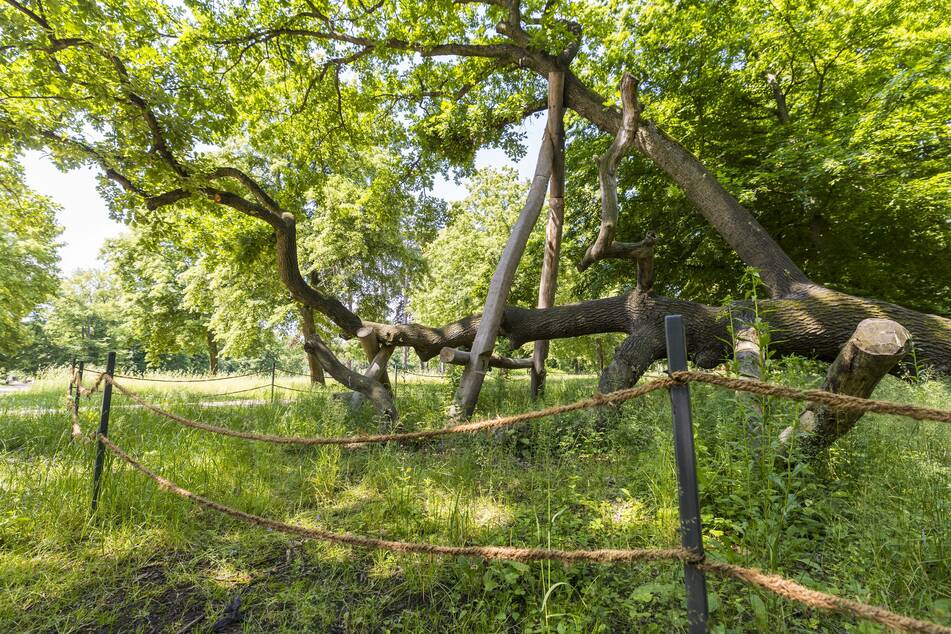 Auf diesen kultigen "Kletterbaum", so verlockend erreichbar dessen stabile Zweige sich über dem Erdboden befinden, sollte in Zukunft besonders geachtet werden.