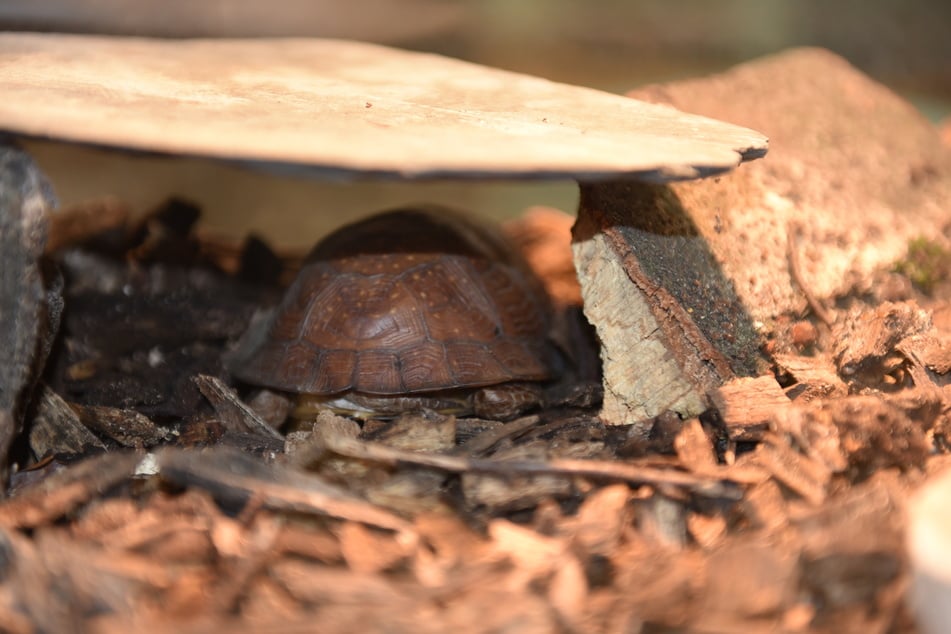 Der Zoll hat eine Dosenschildkröte aus einer Stoffpuppe befreit.