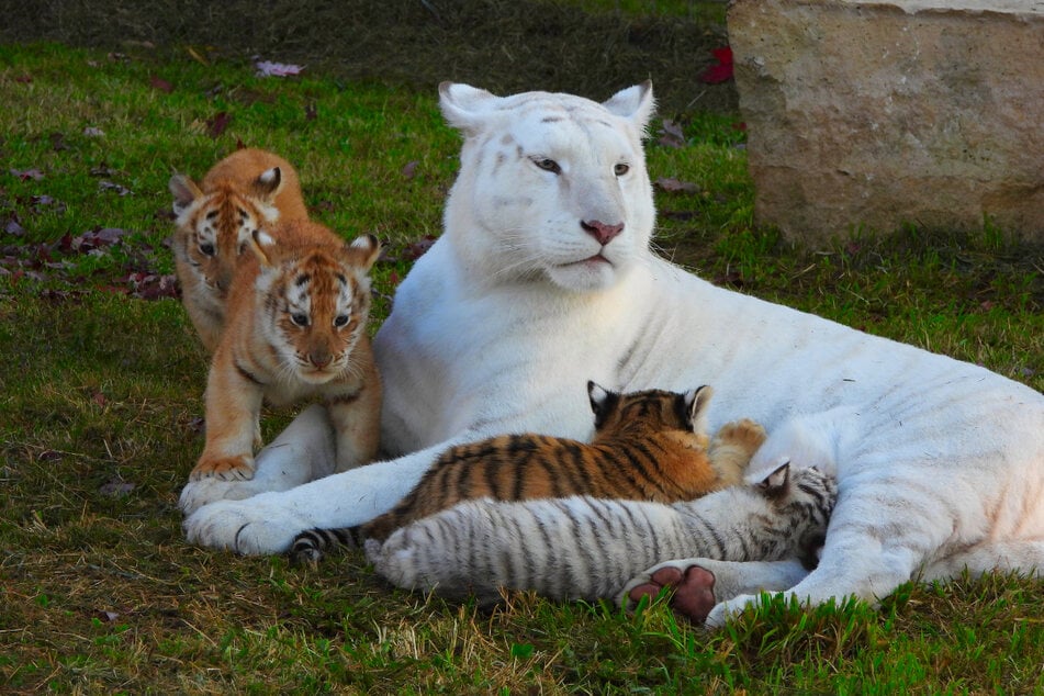 Ein Bild aus glücklichen Tagen zu fünft: Tiger-Mama Ginger hat sich toll um ihre Jungen gekümmert.