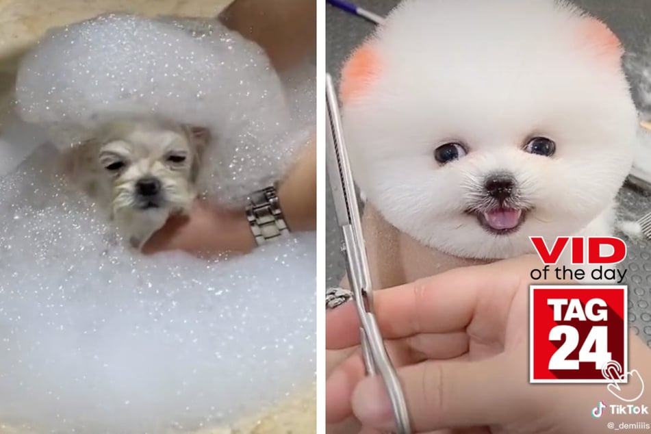viral videos: Viral Video of the Day for May 6, 2023: Dog bath bubbles over with fun