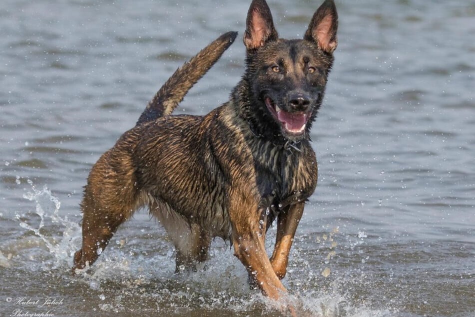Polizeihund Ciri hat am Montagmorgen ganze Arbeit geleistet.