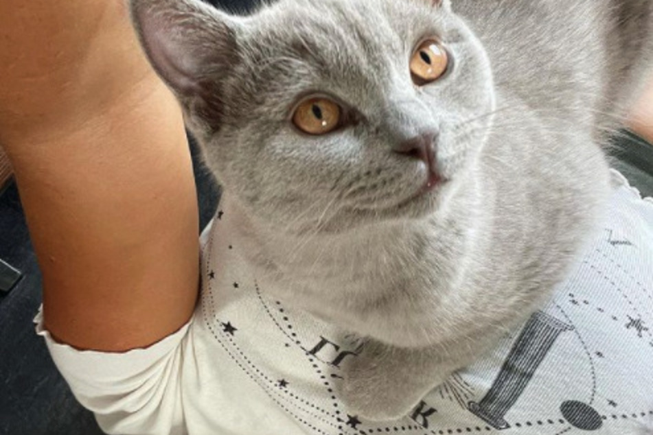 Kater Balou ist jetzt Influencer: Seine Besitzerin Evelyn erstellte ihm einen eigenen Kanal.