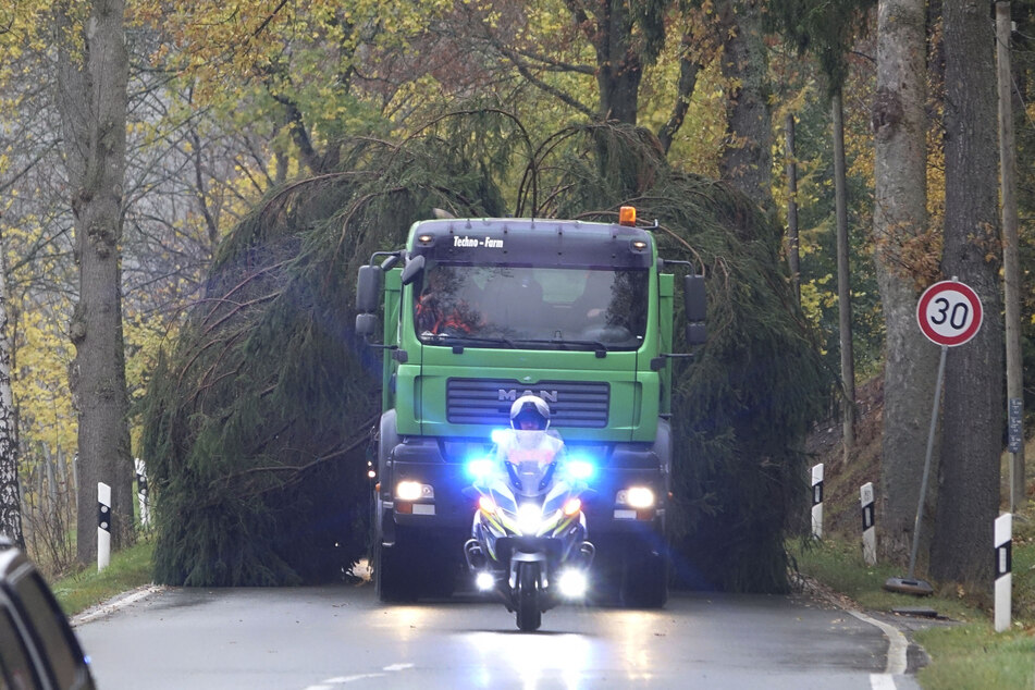 Der Weihnachtsbaum wurde über die Dörfer und die A72 nach Chemnitz gebracht.